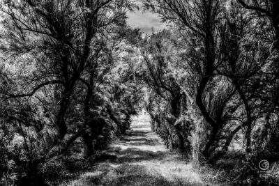 Allée du Fort Lupin