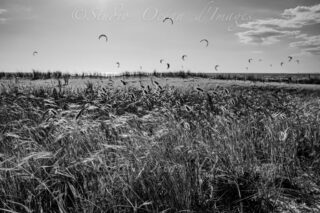 photo en noir et blanc plage de Chatelaillon